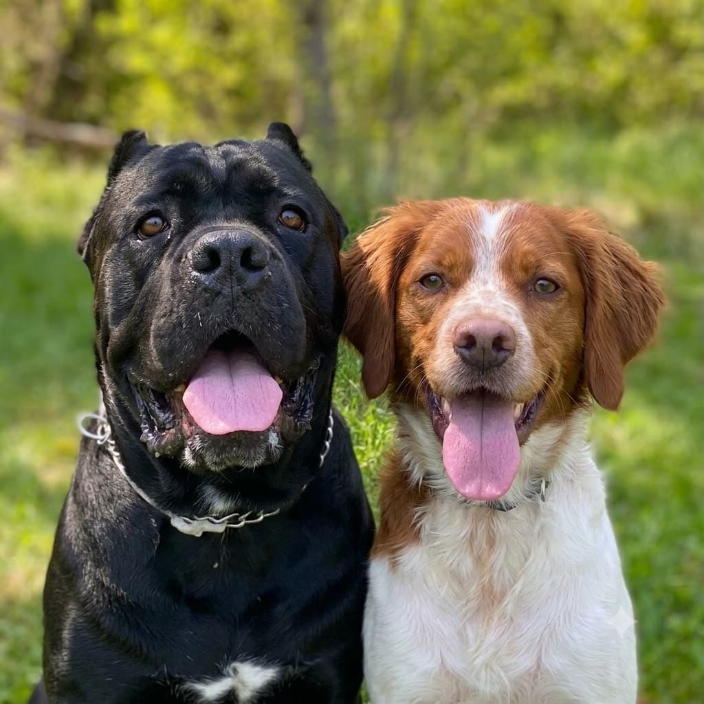 How I Keep Two Very Different Dogs Happy Without Overspending