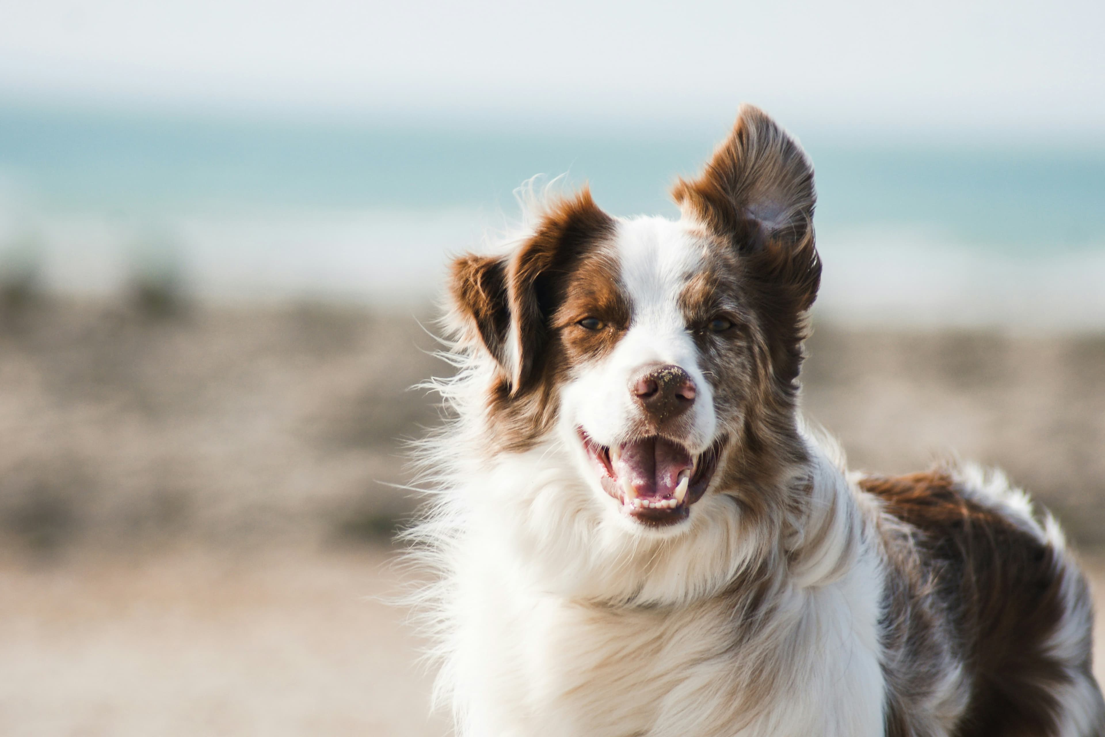 Welcome to Clever Pawrents